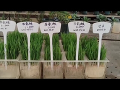 루신과 히스티딘